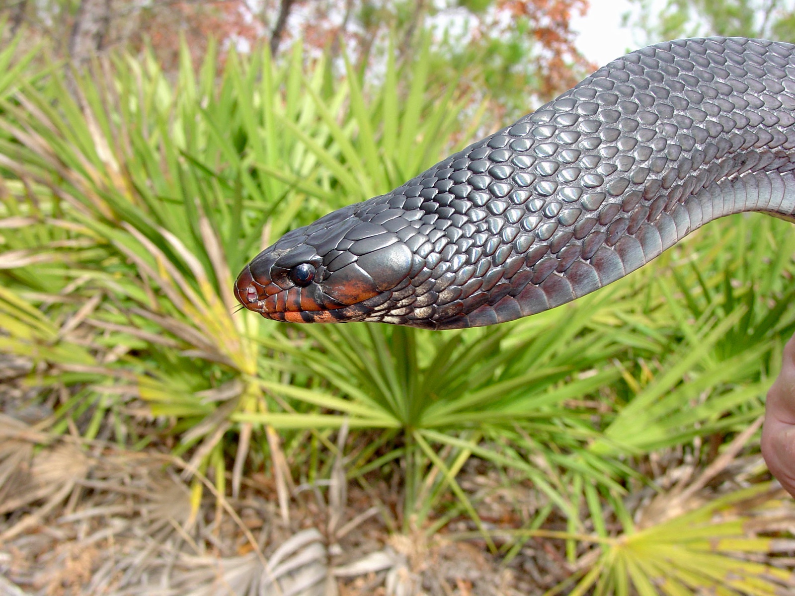 Drymarchon couperi Male Flaring Neck